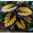 Sunburst Calathea Seeds for Garden Planting - USA  25+ Seeds