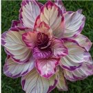 Velvet Flame Calathea Seeds for Garden Planting - USA 25+ Seeds