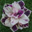 Purple Beauty Calathea Seeds for Garden Planting - USA 25+ Seeds