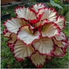 Crimson Burst Calathea Seeds for Garden Planting - USA 25+ Seeds