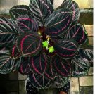 Dottie Calathea Seeds for Garden Planting - USA 25+ Seeds