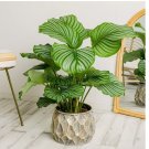 Round-Leaved Calathea Seeds for Garden Planting - USA 25+ SEEDS
