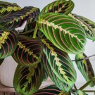Prayer Calathea Seeds for Garden Planting - USA 25+ Seeds