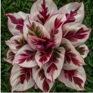 Burning Crimson Calathea Seeds for Garden Planting - USA 25+ Seeds