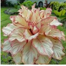 Red Ash Calathea Seeds for Garden Planting - USA 25+ Seeds