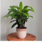 Furry Feather Calathea Seeds for Garden Planting - USA 25+ Seeds