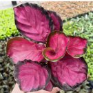 Pink Rosy Calathea Couture Flower Indoor or Outdoor Beautiful Plant 25 Seeds
