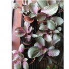Pink Aurora Calathea Seeds for Garden Planting - USA 25+ Seeds