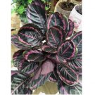 Edgy Pink Calathea Couture Flower Indoor or Outdoor Beautiful Plant 25+ Seeds