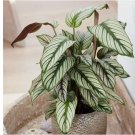 White Star Calathea Seeds for Garden Planting - USA 25+ Seeds