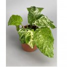 Variegata Calathea Seeds for Garden Planting - USA 25+ Seeds