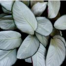 Silver Plate Calathea Seeds for Garden Planting - USA 25+ Seeds