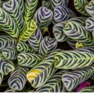 Stromanthifolia Calathea Seeds for Garden Planting - USA 25+ Seeds