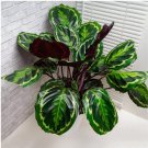 Medallion Calathea Seeds for Garden Planting - USA 25+ Seeds