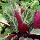 Red Zebrina Calathea Seeds for Garden Planting - USA 25+ Seeds
