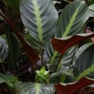 Ecuadoriana Calathea Seeds for Garden Planting - USA 25+ Seeds