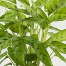 Bachemiana Calathea Seeds for Garden Planting - USA 25 Seeds