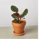 Calathea Roseopicta 'Medallion' Plant 25+ Seeds