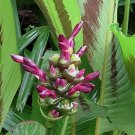 Latifolia Calathea Seeds for Garden Planting - USA 25+ Seeds