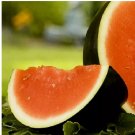 25 Sugar Baby Watermelon Seeds | NON-GMO Watermelon Seeds | Heirloom Garden Seeds