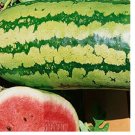 25   Garrisonian Watermelon Seeds | NON-GMO Watermelon Seeds | Heirloom Garden Seeds