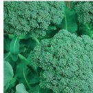 250 Broccoli Seeds | NON-GMO Broccoli Seeds | Fresh Heirloom Garden Seeds