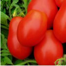 250 Roma VF Tomato Seeds | NON-GMO Tomato Seeds | Fresh Heirloom Vegetable Seeds