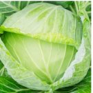 250 Golden Acre Cabbage Seeds | NON-GMO Cabbage Seeds | Fresh Heirloom Garden Seeds