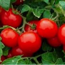 250 Cherry Tomato Seeds Large | Heirloom Tomato Seeds | NON-GMO Vegetable Seeds