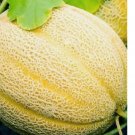 50 Hales Best Jumbo Cantaloupe Seeds | NON-GMO Cantaloupe Seeds | Heirloom Seeds