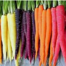 750 Rainbow Blend Carrot Seeds | Heirloom | Non-GMO | Fresh Garden Seeds