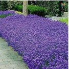 50 Italian Lavender Seeds | Heirloom / Non-GMO