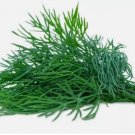 BOUQUET DILL SEEDS NON GMO 250 Seeds