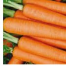 750 Tendersweet Carrot Seeds | NON-GMO Carrot Seeds | Fresh Heirloom Garden Seeds