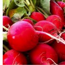 100 Crimson Giant Radish Seeds | NON-GMO | Heirloom | Fresh Garden Seeds