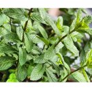 500 Peppermint Seeds | Heirloom / Non-GMO