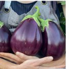 BLACK BEAUTY EGGPLANT 150  SEEDS ~ heirloomseedguy ~ 2025 ~ NON-GMO