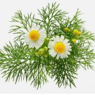 200 GERMAN CHAMOMILE HERB SEEDS NON-GMO