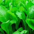 500 Florida Broadleaf Mustard Seeds | NON-GMO Mustard Seeds | Heirloom Garden Seeds