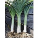200 AMERICAN FLAG LEEK SEEDS  NON-GMO