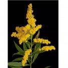 OLD FIELD GOLDENROD SEEDS NON GMO HEIRLOOM 250  Seeds