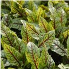 250 Red Veined Sorrel Seeds | Heirloom / Non-GMO Herb Seeds 250 Red Veined Sorrel Seeds | Heirloom / Non-GMO Herb Seeds