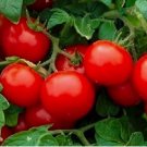250 Cherry Tomato Seeds Large Heirloom Tomato Seeds NON-GMO Vegetable Seeds