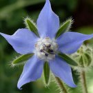 100 Borage Seeds | Heirloom / Non-GMO Herb Seeds