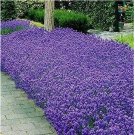 50 Italian Lavender Seeds | Heirloom / Non-GMO