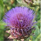 30 Cardoon Seeds | (Artichoke Thistle) | Heirloom / Non-GMO