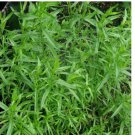 1500 Russian Tarragon Seeds Heirloom / Non-GMO