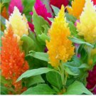 100 Pampas Plume Mix Celosia Seeds | Non-GMO