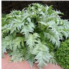 20 Bianco Avorio White Cardoon Seeds | Heirloom / Non-GMO
