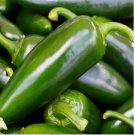 100 Tam Jalapeno Pepper Seeds | NON-GMO Jalapeno Pepper Seeds | Heirloom Seeds